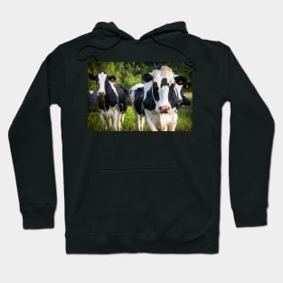 The Curious Cows Hoodie